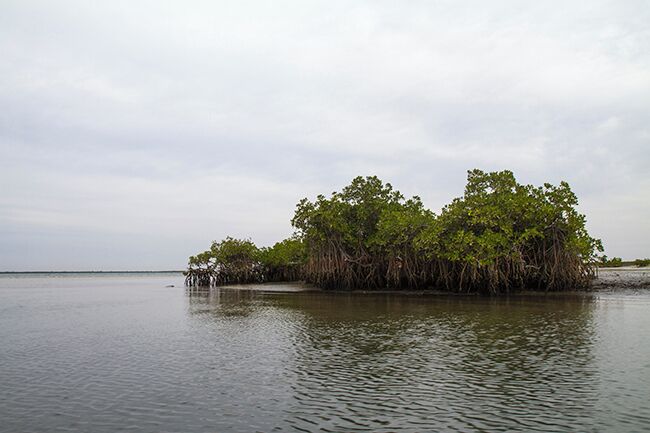 Saloum Delta National Park in Senegal is a unique area on the Unesco World Heritage list. it has e complex marine eco system and a lot of things to offer, like a trip in the delta with a traditional pirogue.
Read more on: http://www.travelwithallsenses.com/saloum-delta-national-park-senegal/