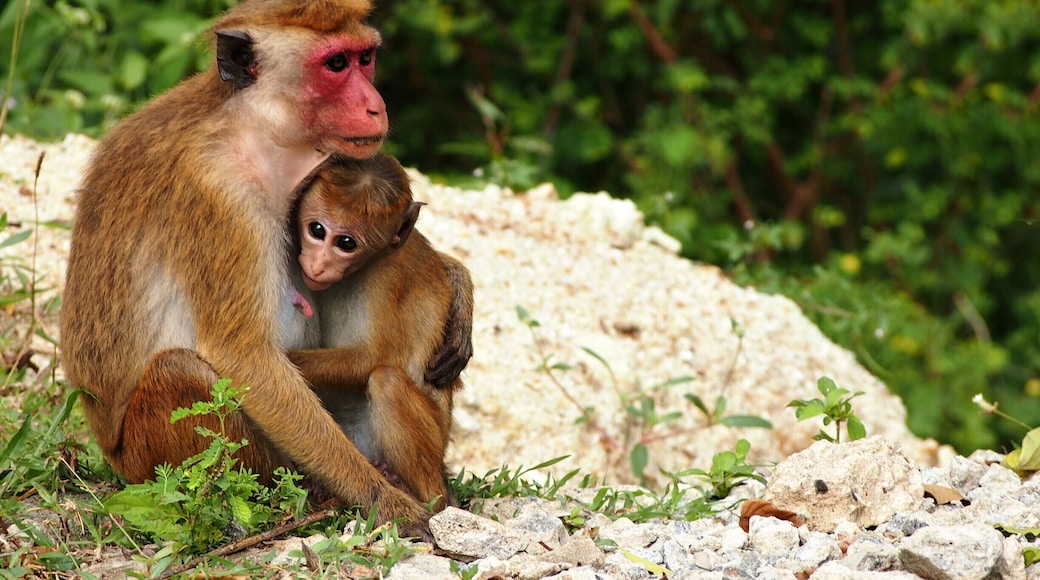 This photo was taken in my last visit to Sri Lanka. Wellegala Rajamaha Viharaya is situated just 20km away from my home. There are ancient frescoes, ruins and Buddha statues other than this breath-taking wildlife. These kind of scenery are not rare in this area.