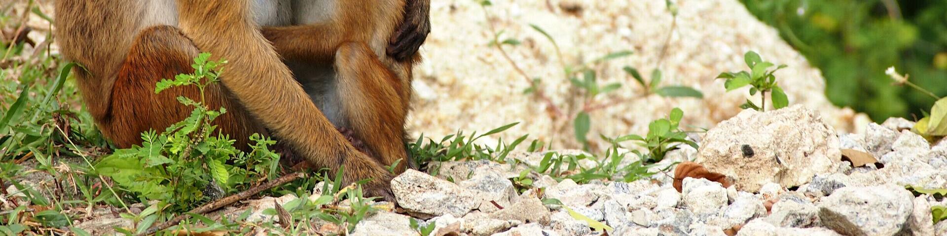 This photo was taken in my last visit to Sri Lanka. Wellegala Rajamaha Viharaya is situated just 20km away from my home. There are ancient frescoes, ruins and Buddha statues other than this breath-taking wildlife. These kind of scenery are not rare in this area.