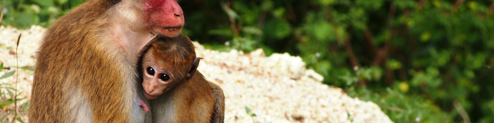This photo was taken in my last visit to Sri Lanka. Wellegala Rajamaha Viharaya is situated just 20km away from my home. There are ancient frescoes, ruins and Buddha statues other than this breath-taking wildlife. These kind of scenery are not rare in this area.