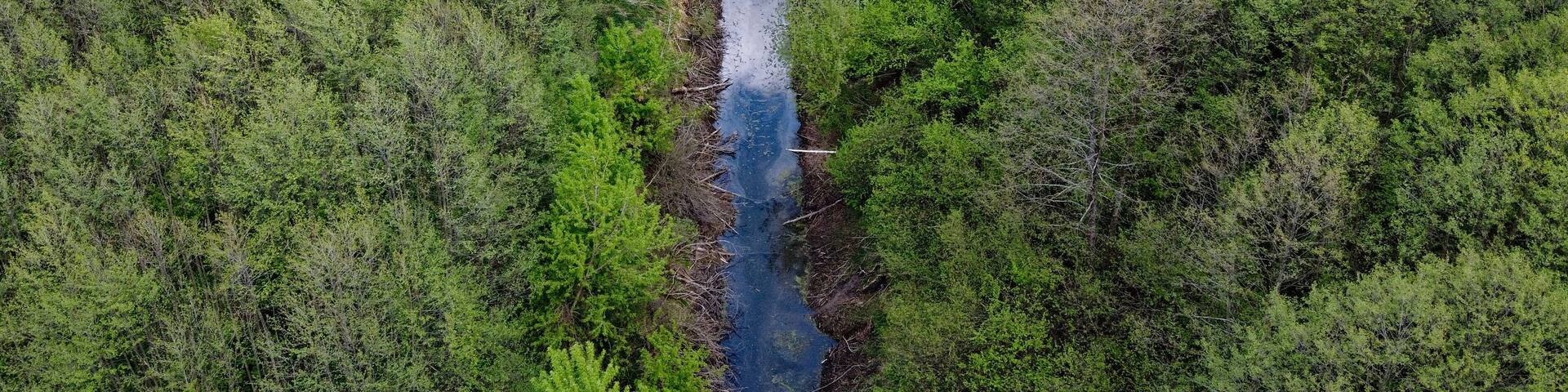 An aerial view of a river winding through a dense forest.