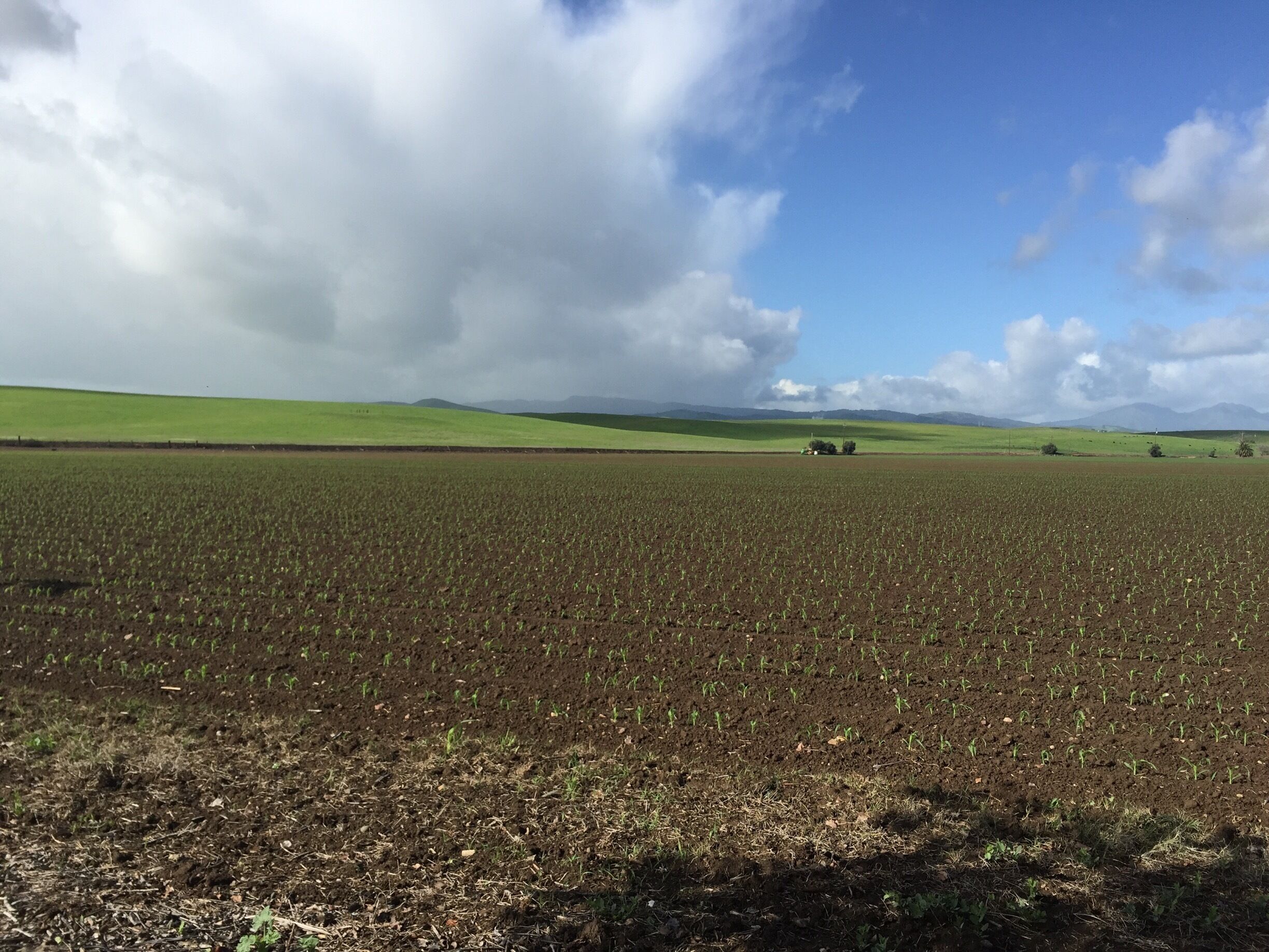 A vast agricultural field with young crops, rolling hills, and distant mountains under a partly cloudy sky.