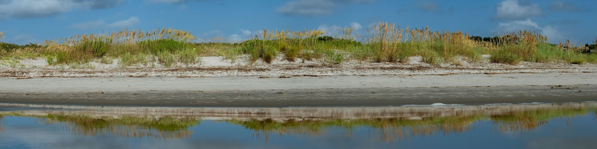 Sea Oats in the dunes at East Beach as viewed from the surf, St Simons Island, GA