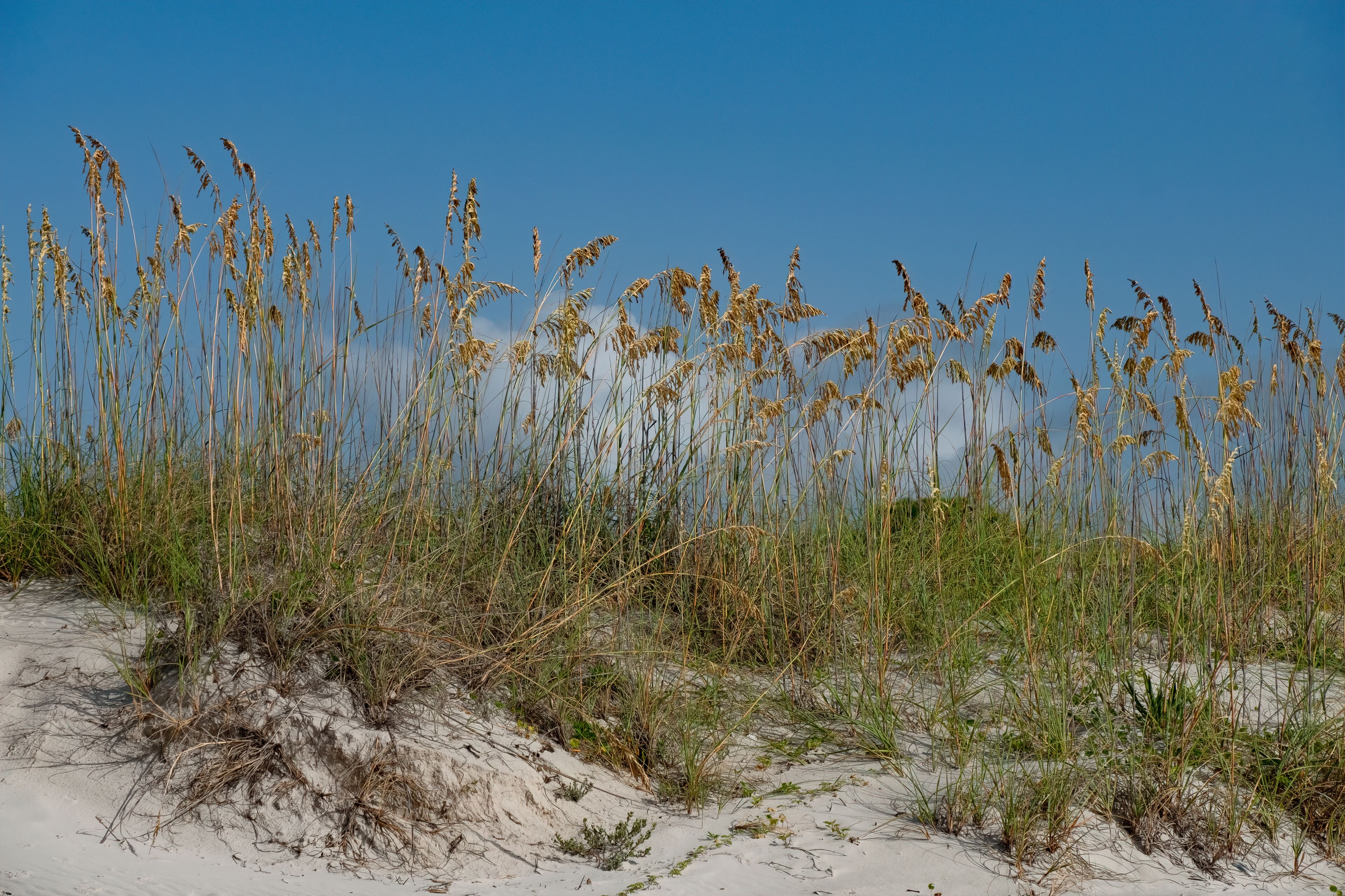 Sea Oats in the dunes at East Beach, St Simons Island, GA