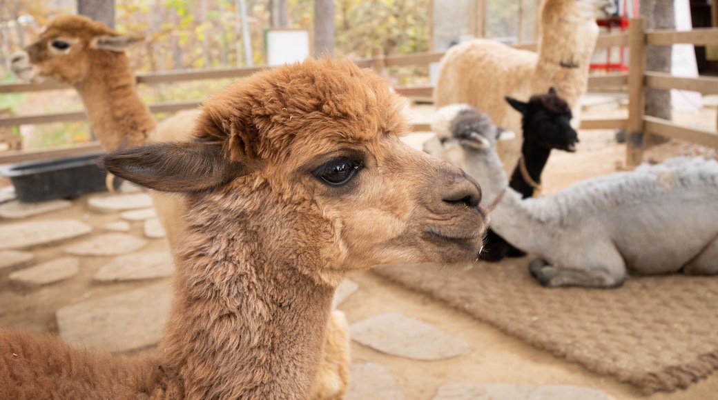 Zoológico Alpaca World