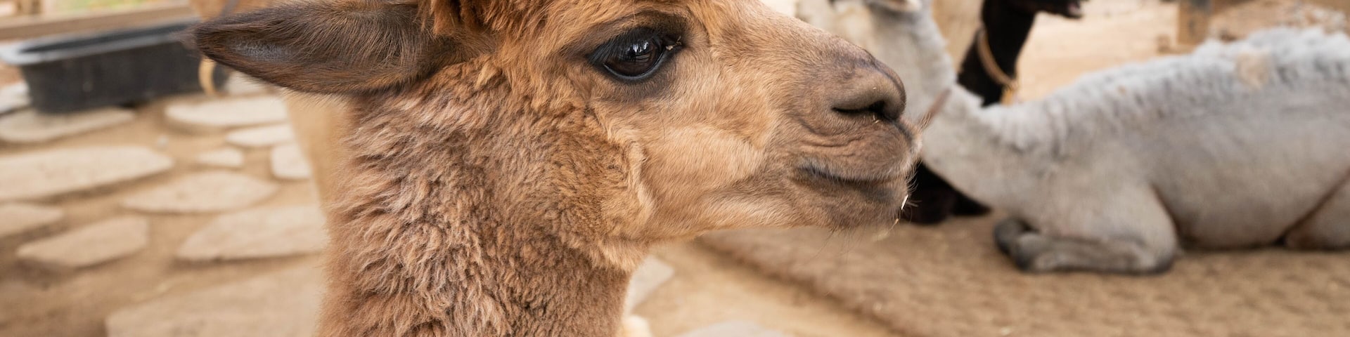 Close up image of brown alpaca's head. Group of llamas at the Alpaca World, South Korea.