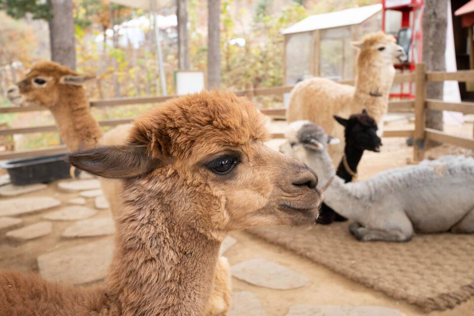 A llama enclosure with several llamas, including a brown llama in the foreground and others in the background.