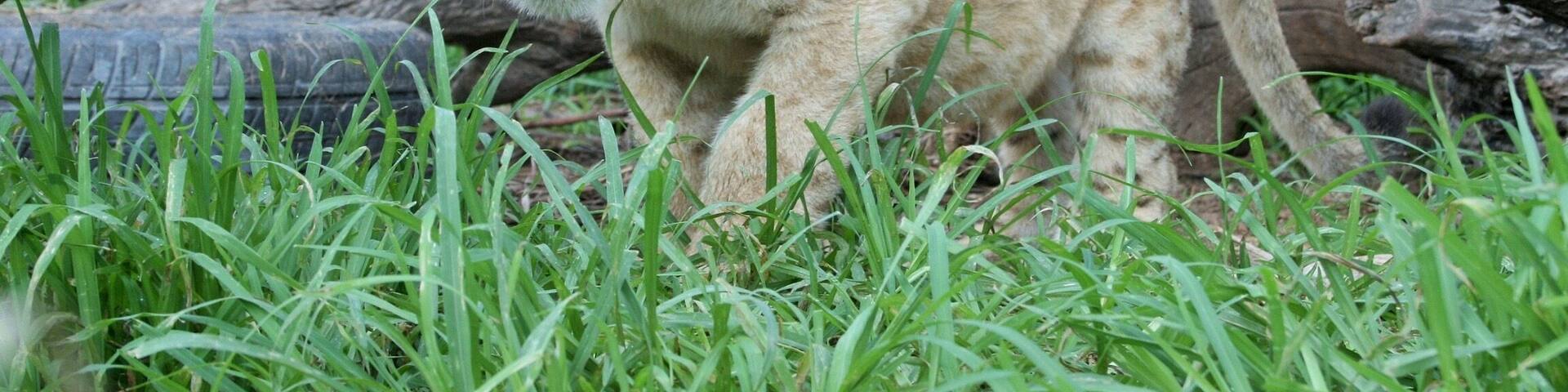 We got to play with lion cubs at antelope park - the Cubs are only allowed to interact with people up until a certain age and then they are taught to hunt and join a pride in the reserve