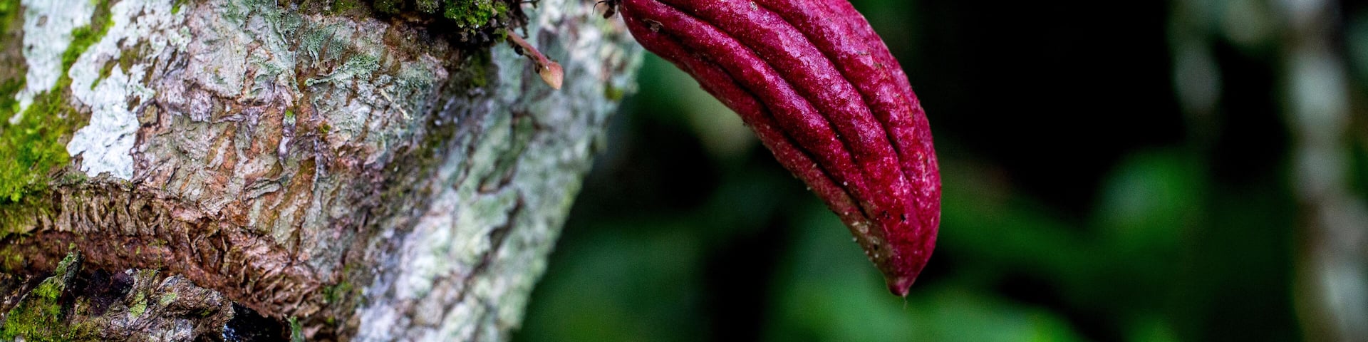 Cocoa sapling in a plantation near Agboville, Ivory Coast. 19.02.2018