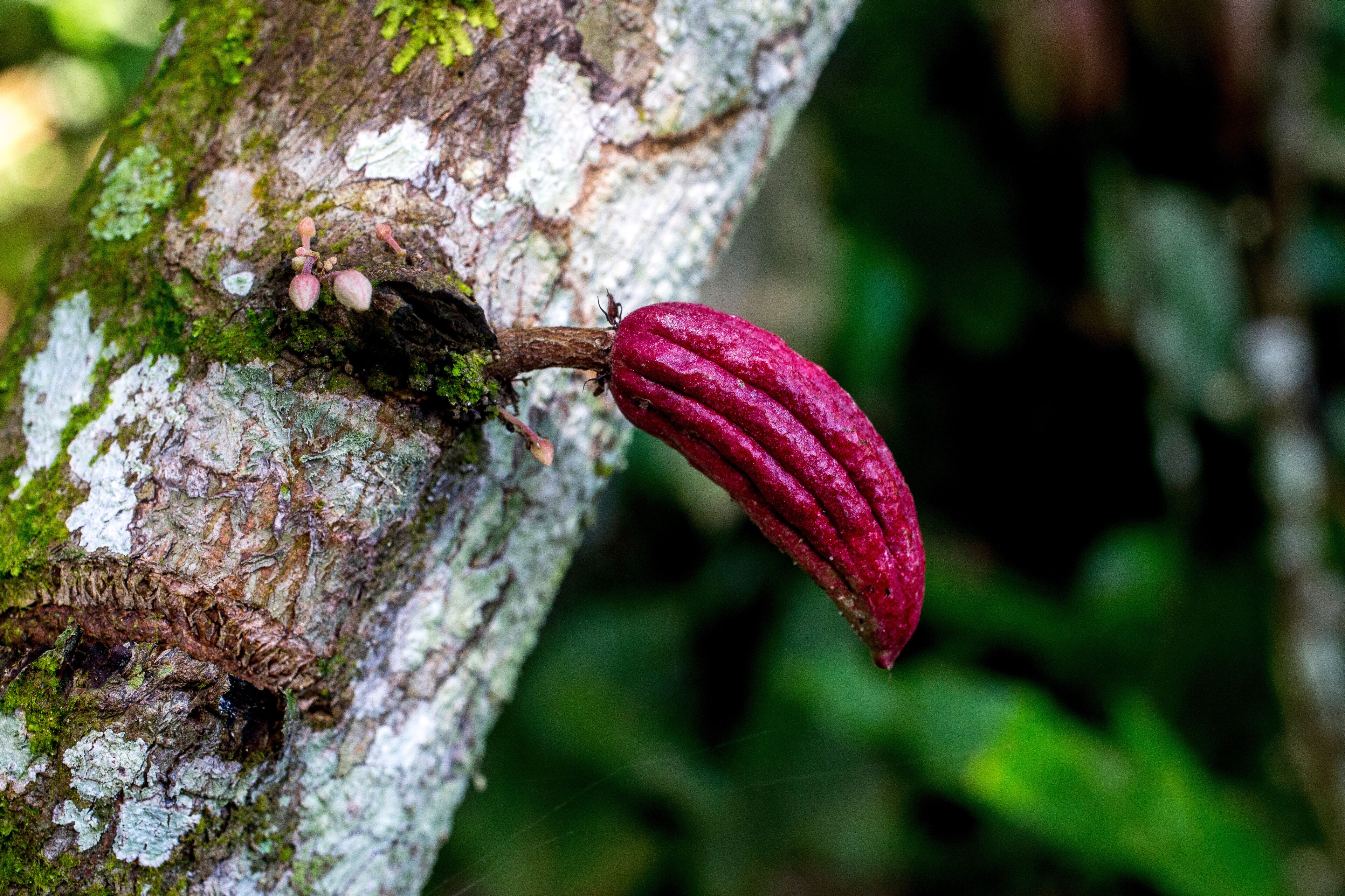 A red cocoa pod hanging from a tree trunk with moss and lichen.