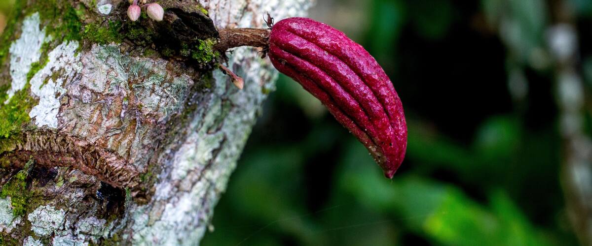 A red cocoa pod hanging from a tree trunk with moss and lichen.