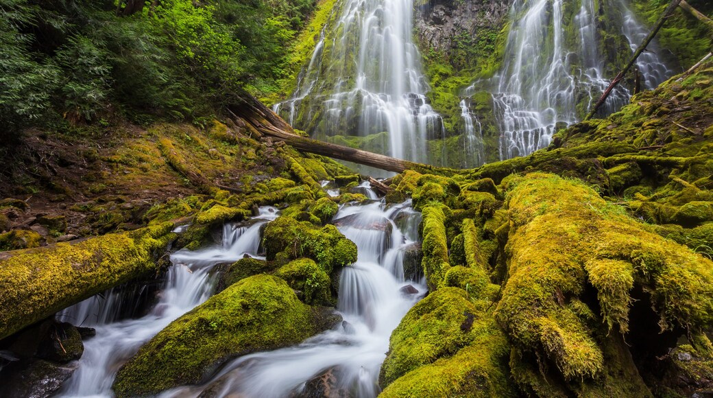 Proxy falls in Oregon forest