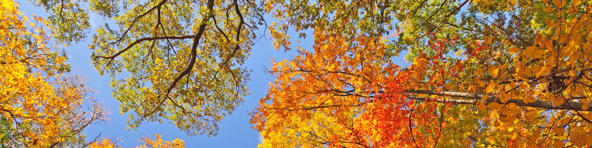 A forest with autumn foliage.