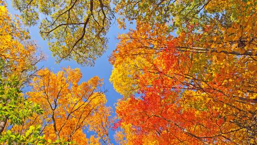Falls Colors in the Forest Canopy