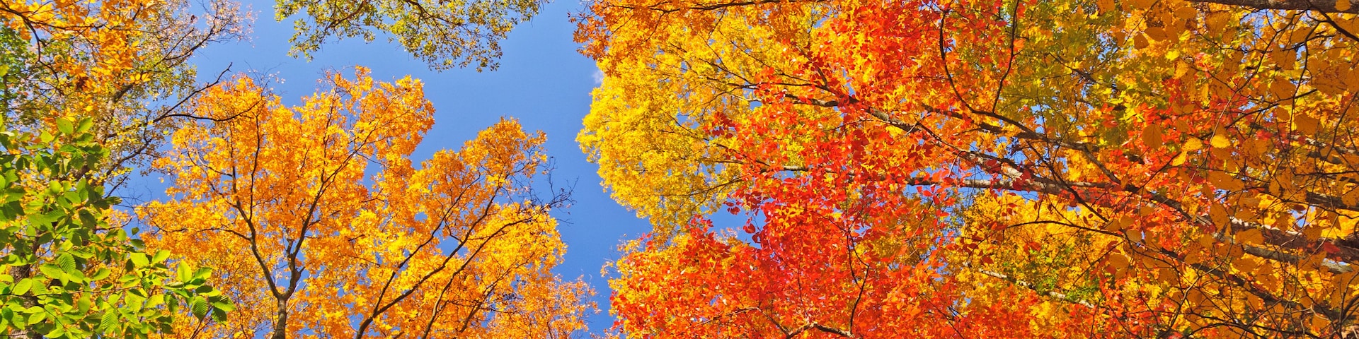 Une forêt aux couleurs automnales.