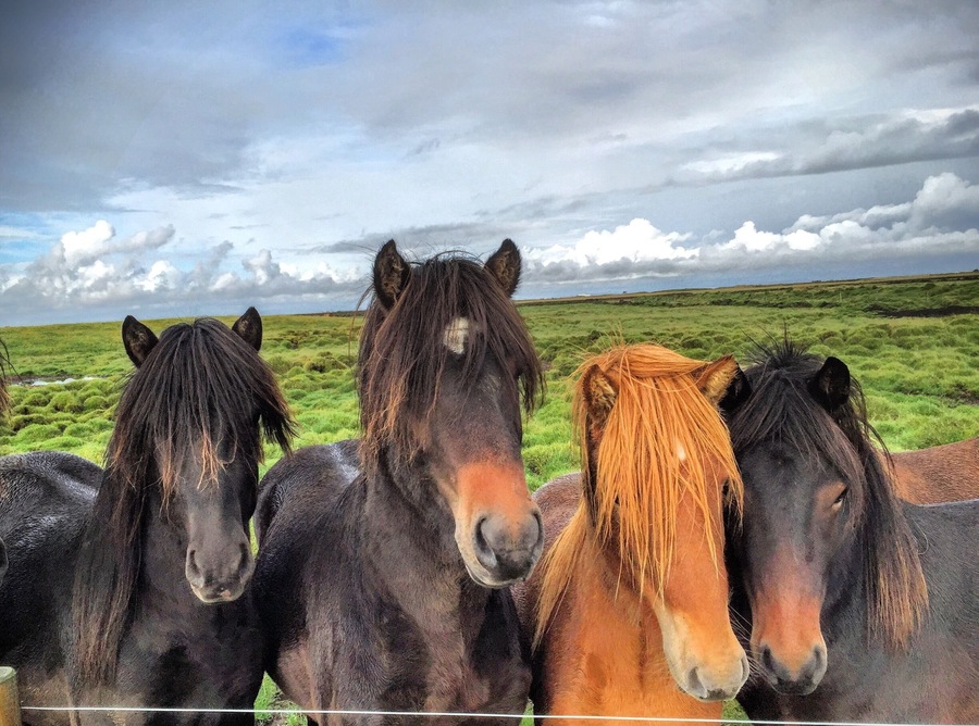 We took our horses to the countryside today, they will stay there and live life far away from the citylife for a few months and I meet those beautiful young stallions 🐴☀️