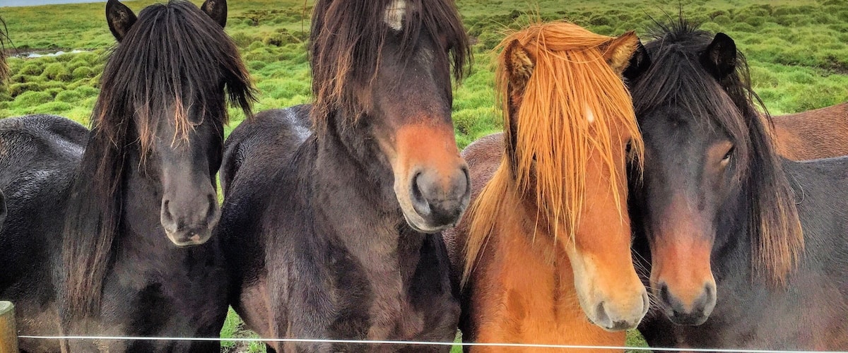 We took our horses to the countryside today, they will stay there and live life far away from the citylife for a few months and I meet those beautiful young stallions 🐴☀️