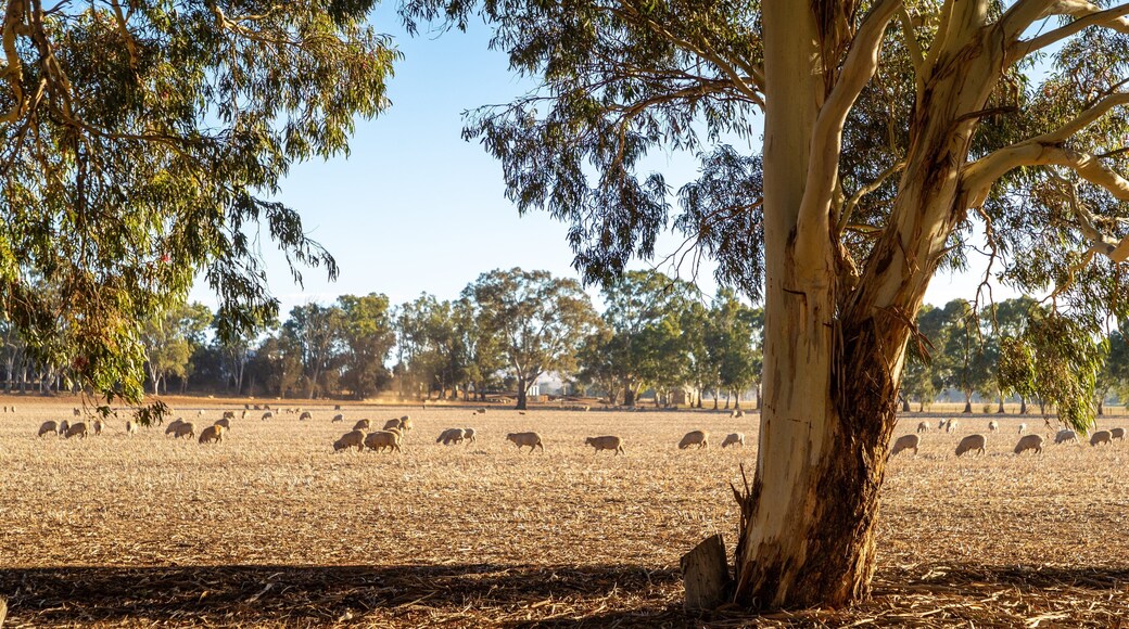 Clare Valley showing farmland and land animals