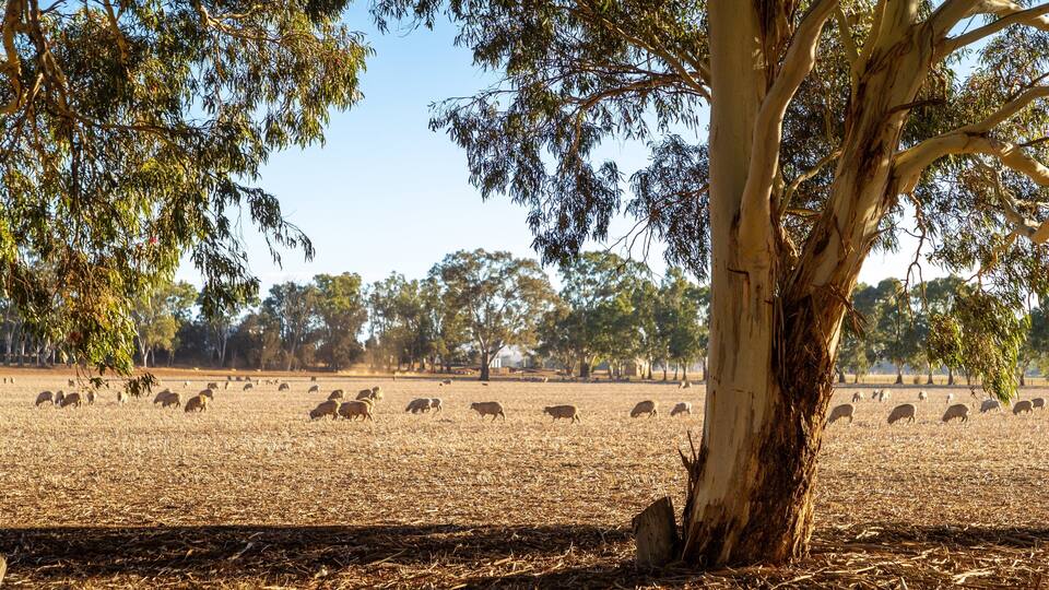 A dry grassland with a large eucalyptus tree in the foreground and sheep grazing in the background.
