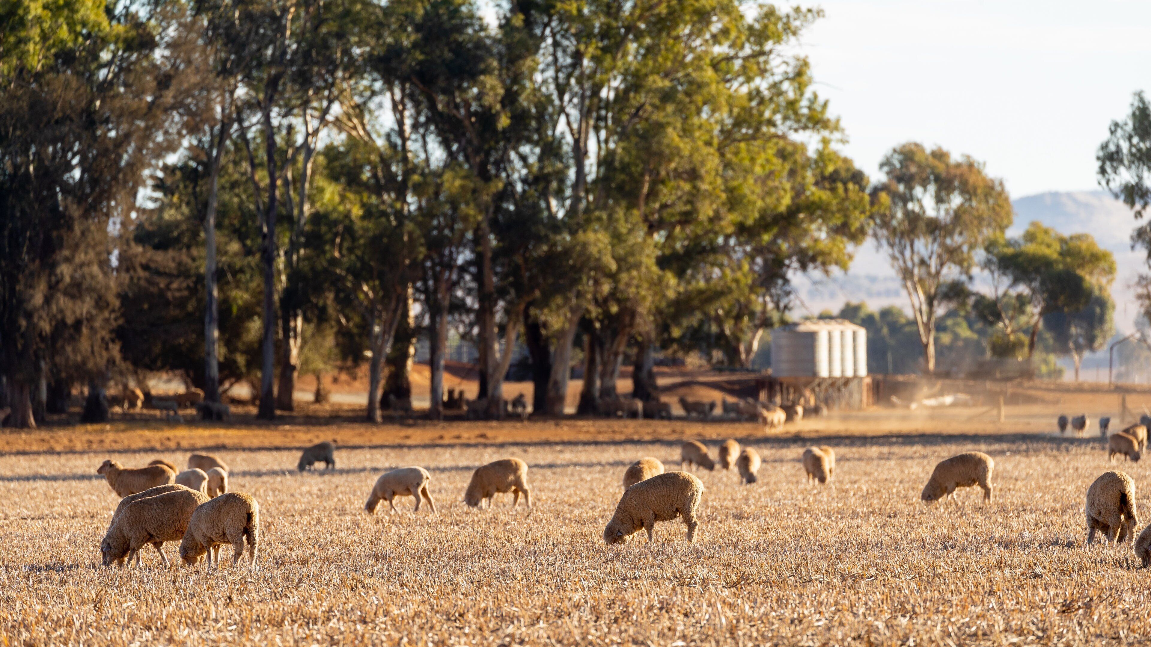 Clare Valley which includes farmland and land animals