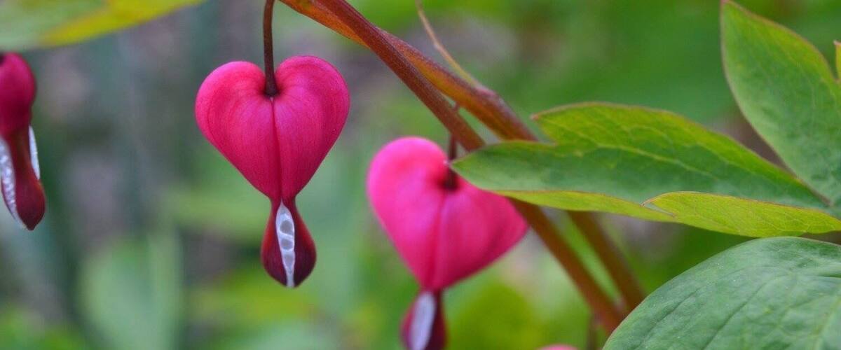 Pink heart-shaped flowers hanging from a branch.