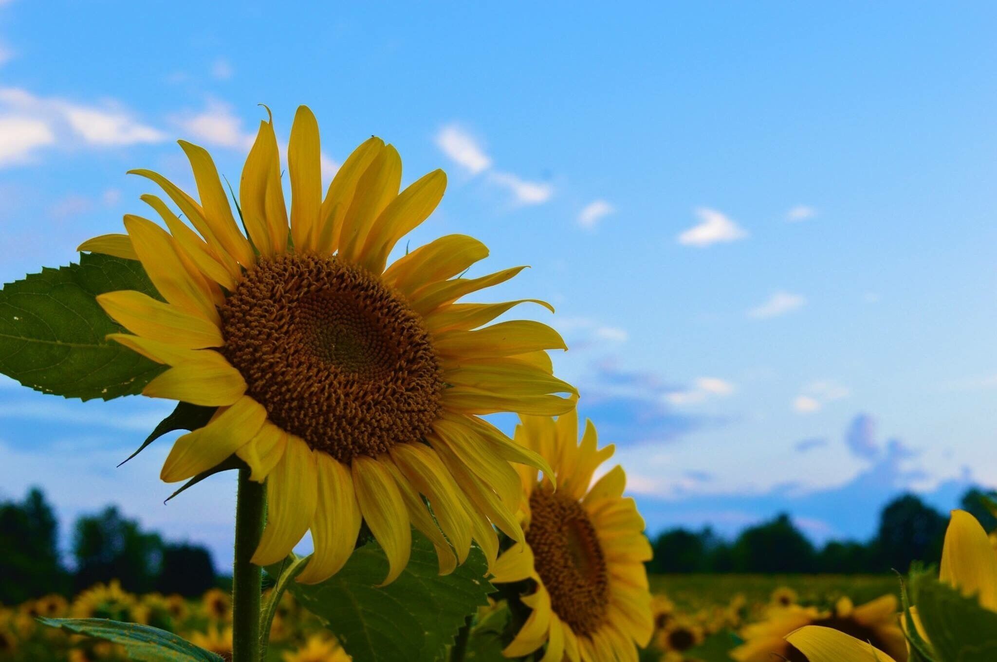Walked in a field of sunflowers today 