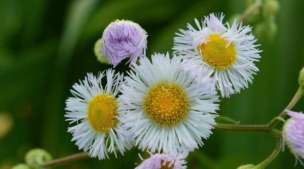 Wild daisy