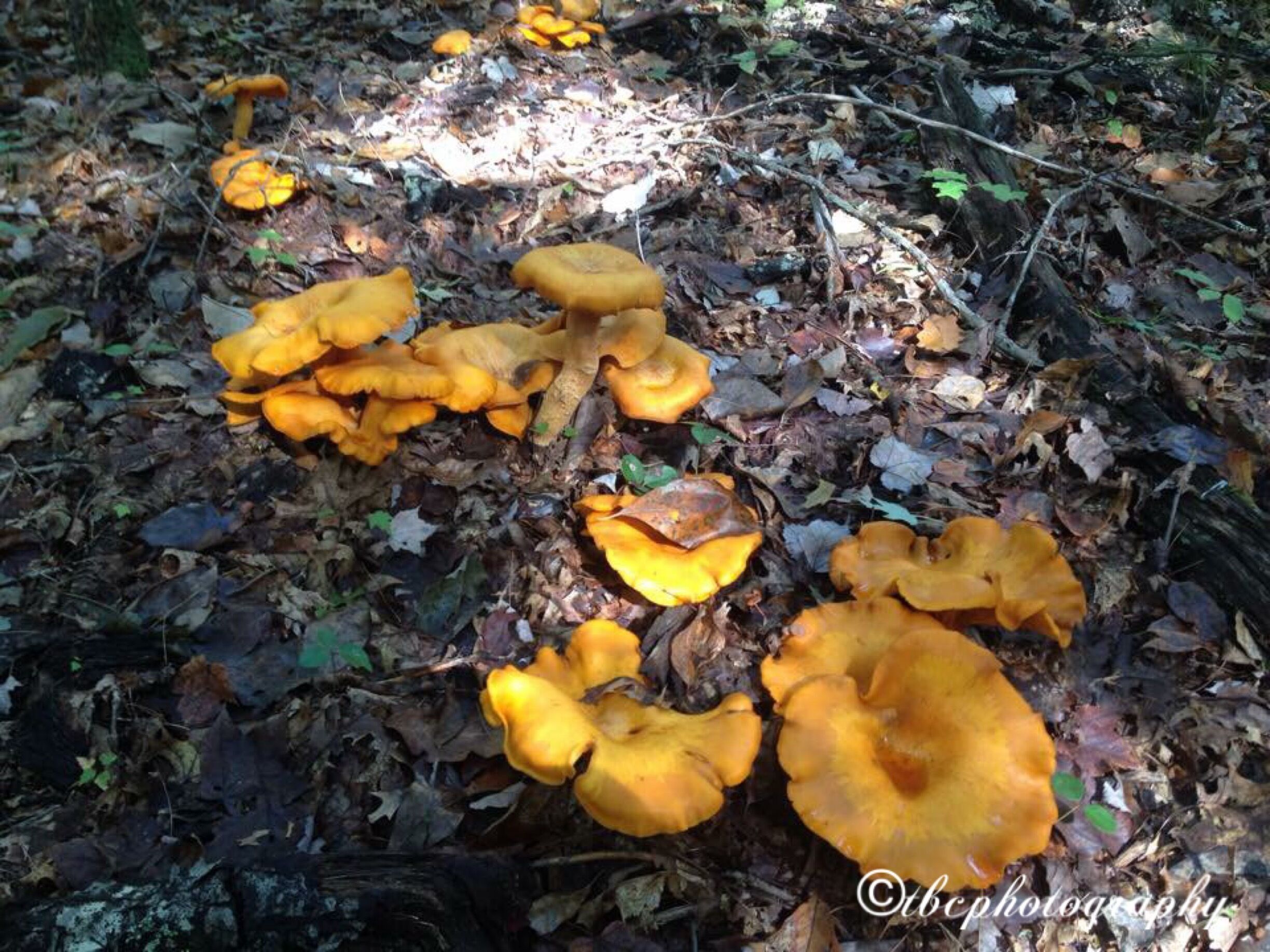 Fungus among us 