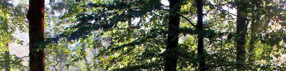 Morning in the forest, Red River Gorge, Kentucky USA