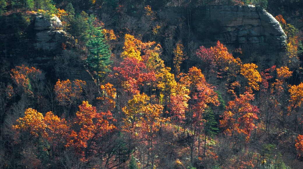 Rocky Branch Overlook taken from Jailhouse Rock, Red River Gorge, Kentucky USA