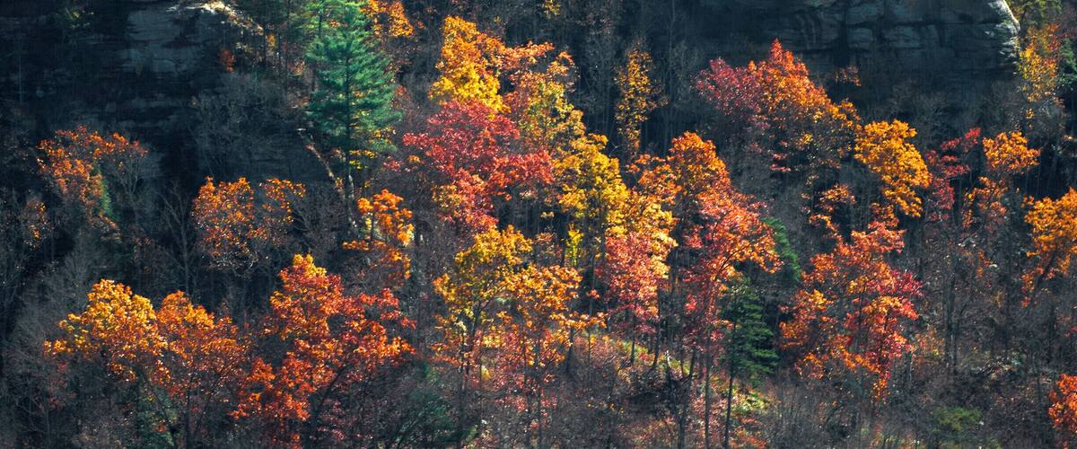 A forest with autumn foliage and rocky cliffs.