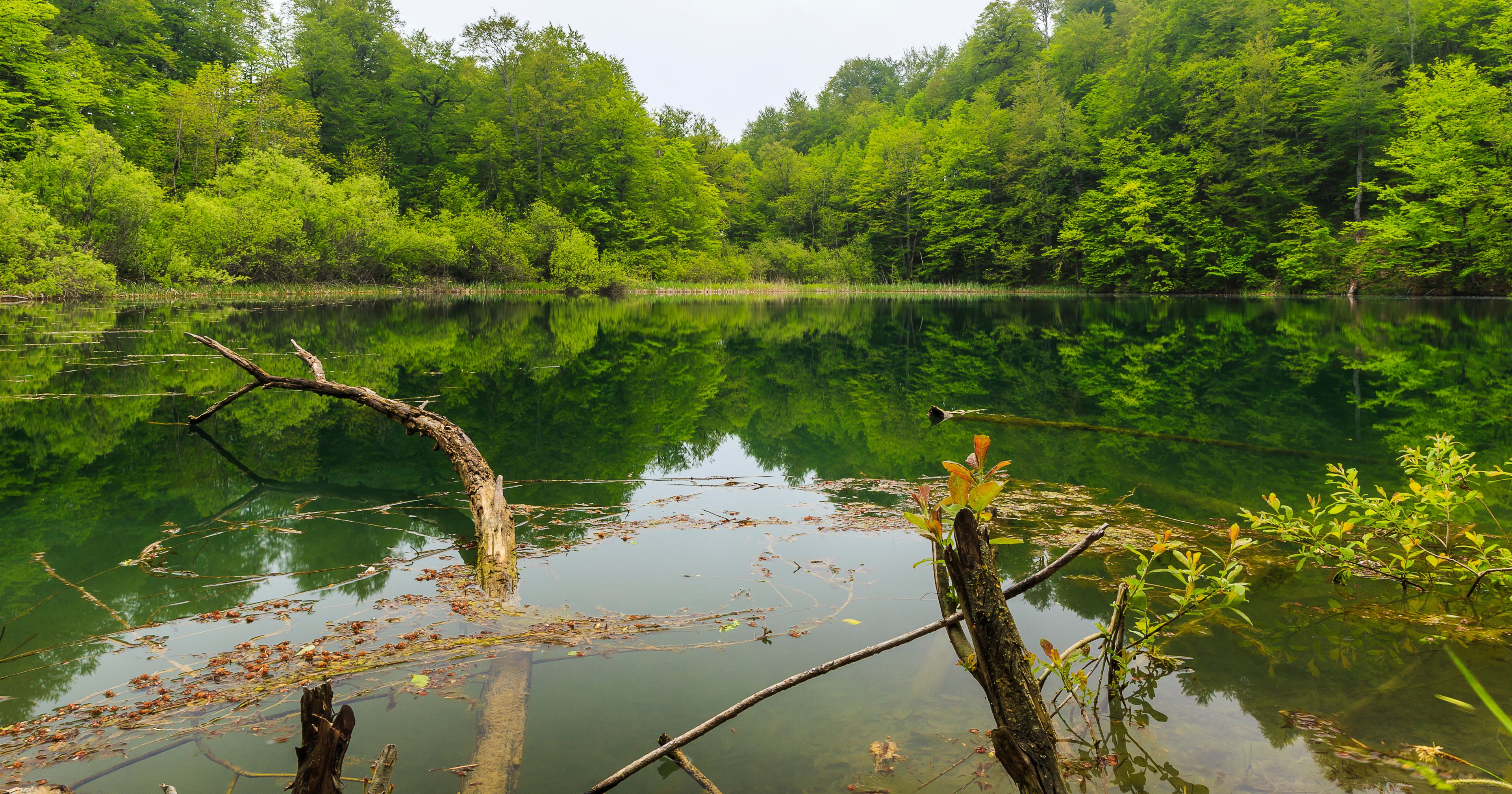 Un lago sereno rodeado de exuberantes árboles verdes y un reflejo claro del cielo.