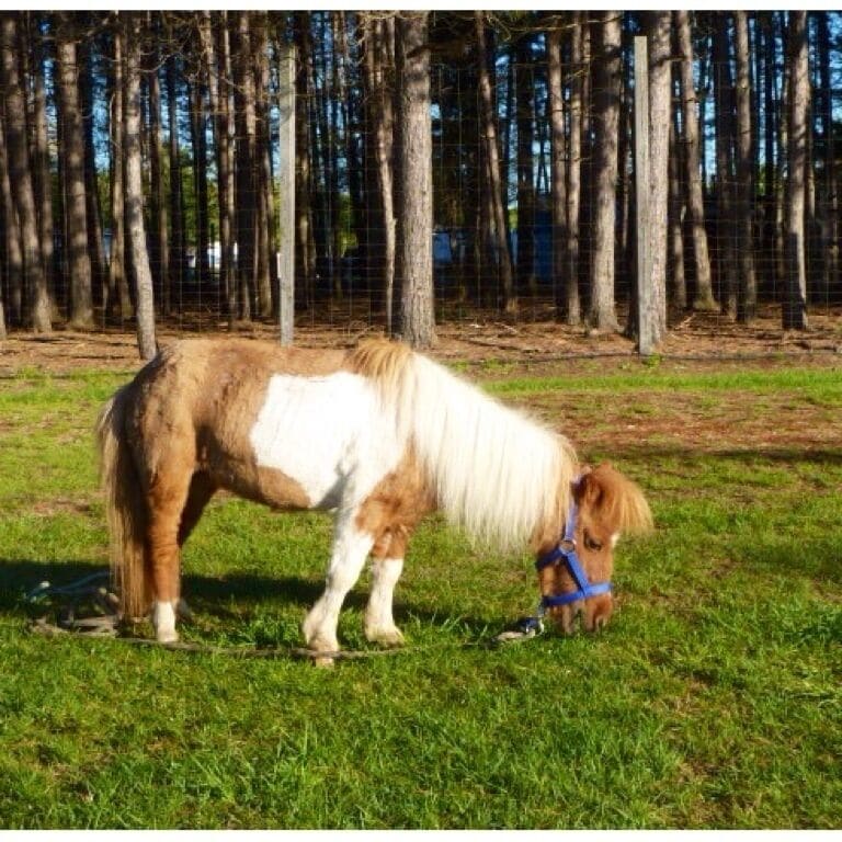 Angel the miniature horse.  One of many tame animals at the petting zoo at the campground - Camping Lac et Foret 