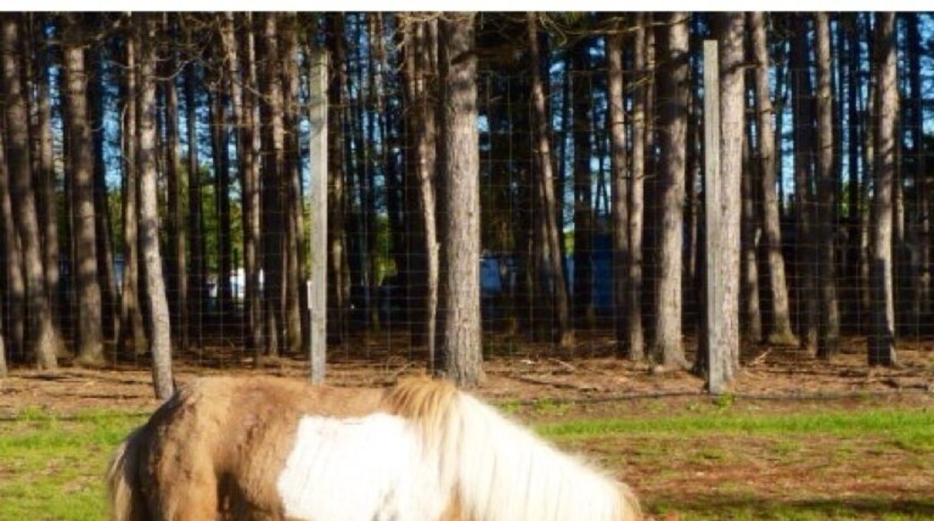 Angel the miniature horse. One of many tame animals at the petting zoo at the campground - Camping Lac et Foret