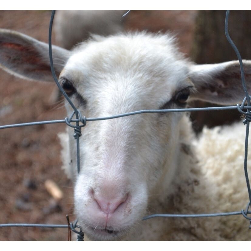 One of the many animals at the petting zoo at Camping Lac et Foret. 
