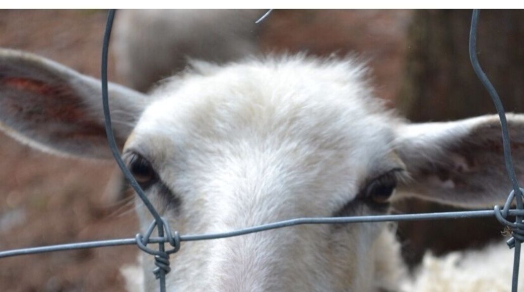 One of the many animals at the petting zoo at Camping Lac et Foret.