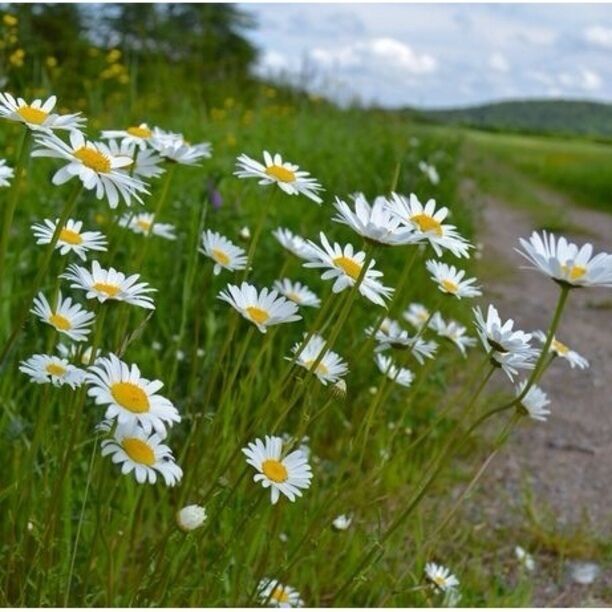 Peaceful paradise at camping lac et Foret   A beautiful campground on lac la Croche. Tons of activities including a massive wave pool.  