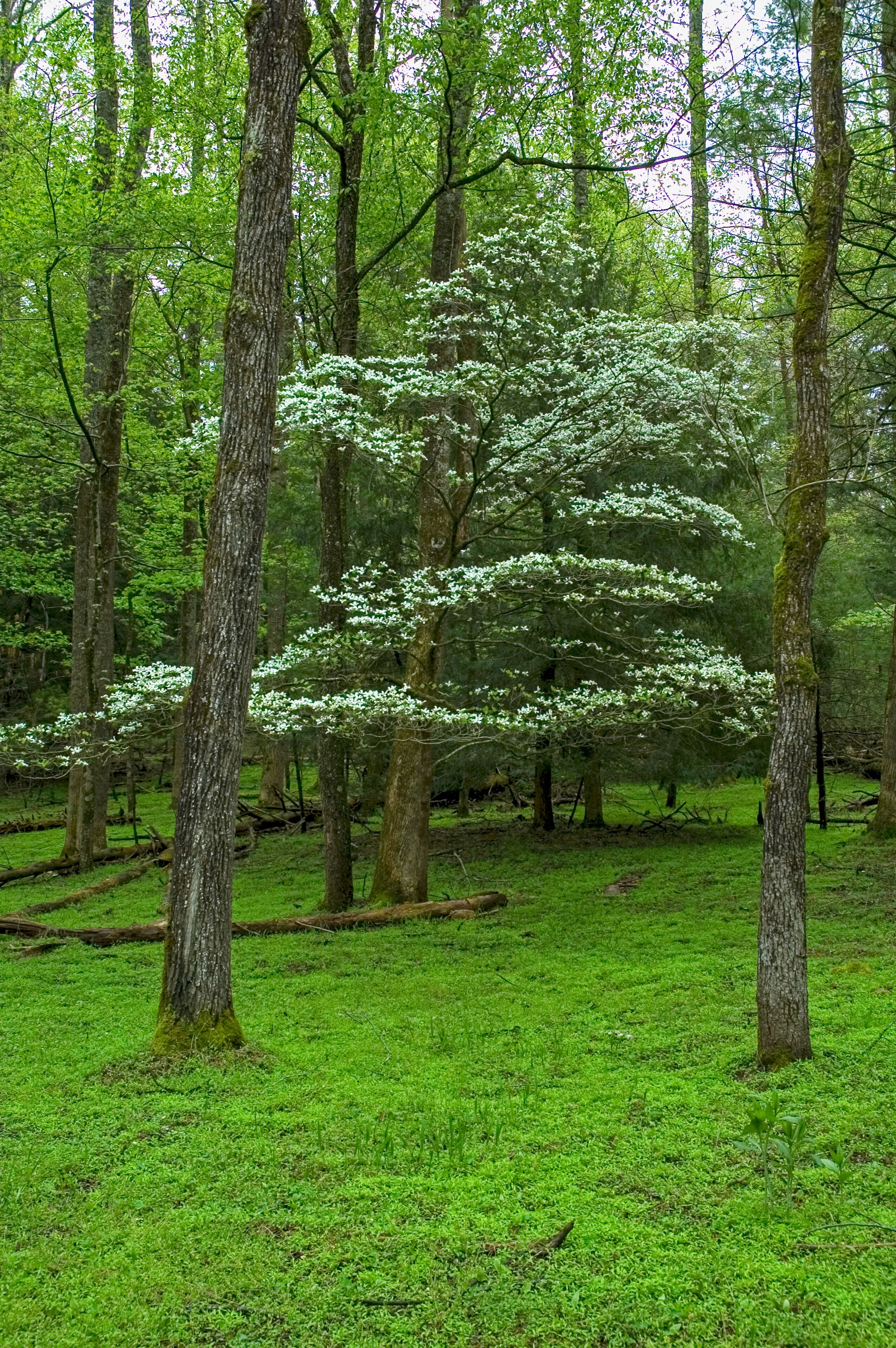 Dogwood Tree, Spring, Cades Cove in the Great Smoky Mountains National Park