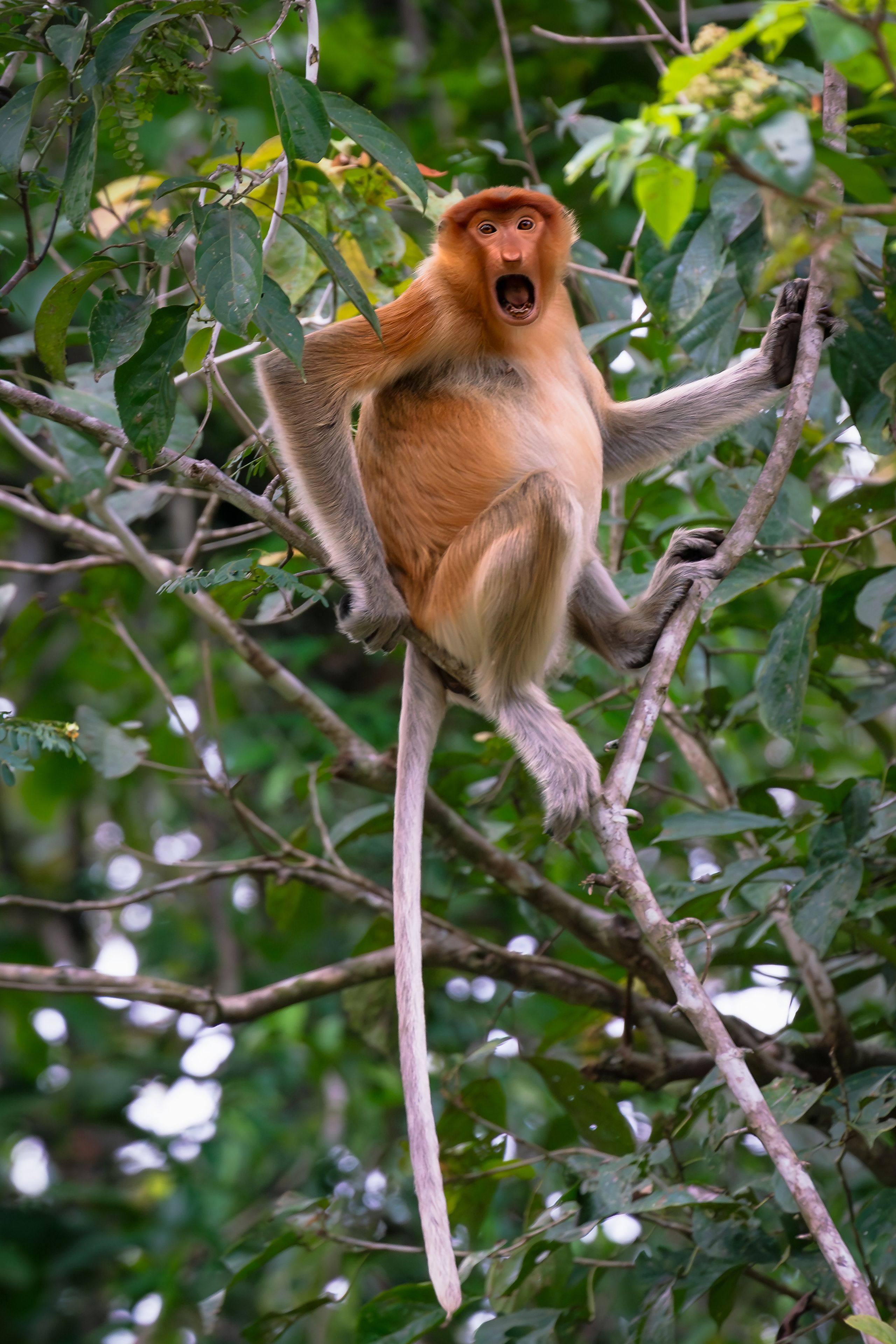 Female Proboscis Monkey or Long-Nosed Monkey with open mouth sitting on a tree in Sukau, Malaysia