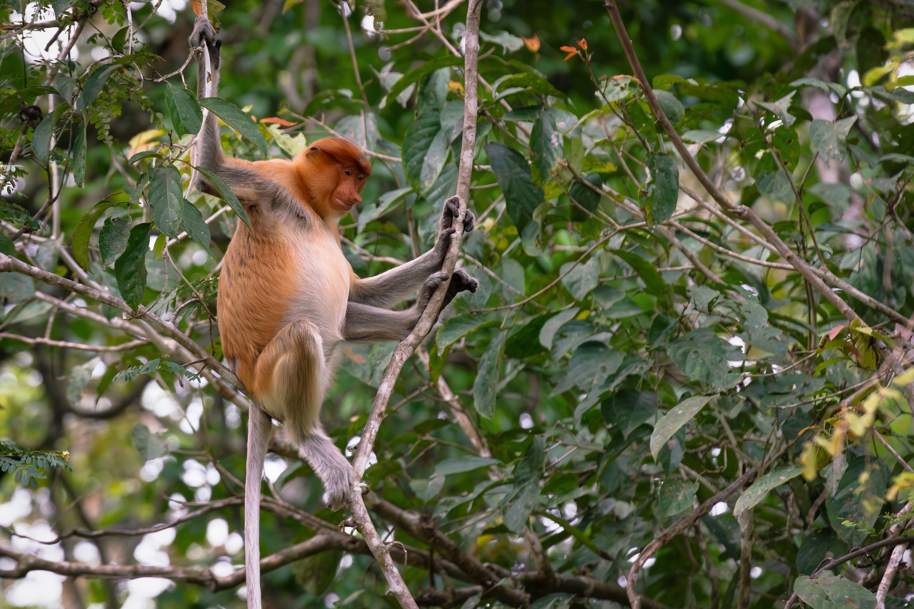 Female Proboscis Monkey or Long-Nosed Monkey sitting on a tree in Sukau, Sabah, Borneo, Malaysia