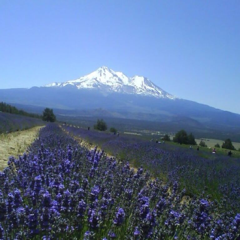 Mt. Shasta Lavender Farms, located twenty minutes north of Mt. Shasta City, California, on a 3500 ft. sunny slope. Visitors can go cut lavender there (seasonally appointment) and to enjoy the magnificent mountain views.