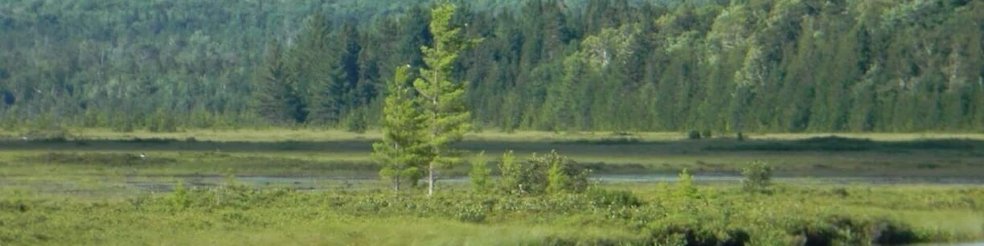 Female moose grazing on aquatic plants.