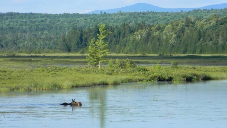 A calm river with a moose swimming, surrounded by dense forest and distant mountains.