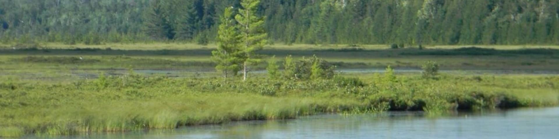 Female moose grazing on aquatic plants.