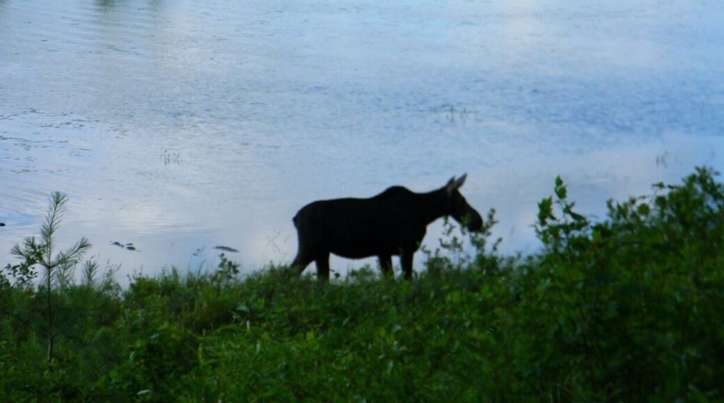 Female Moose