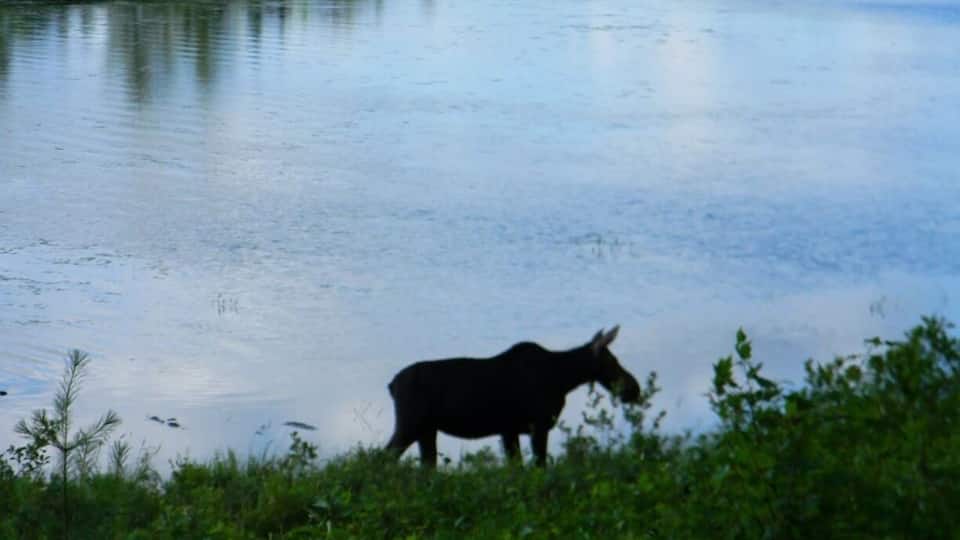 A moose standing by a calm body of water.