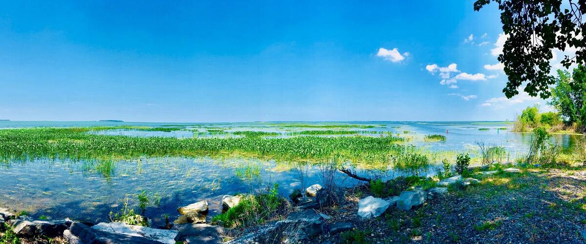 A river with green vegetation and rocks along the banks.
