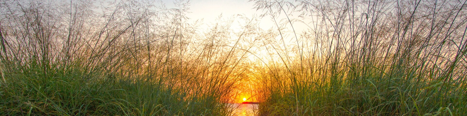 Un sendero en la playa bordeado de hierba alta que lleva al atardecer.