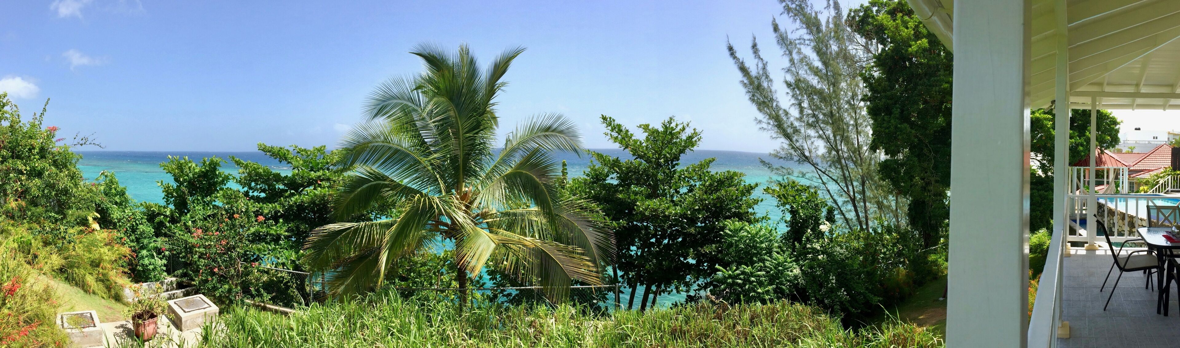 A tropical garden with palm trees and a view of the ocean.