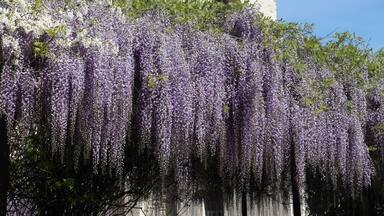Church of Belleville en Beaujolais with wisteria flowers in foreground, France
